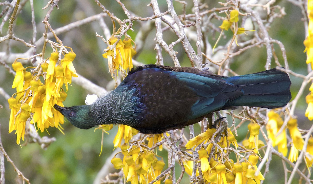 Tui - ML489534981