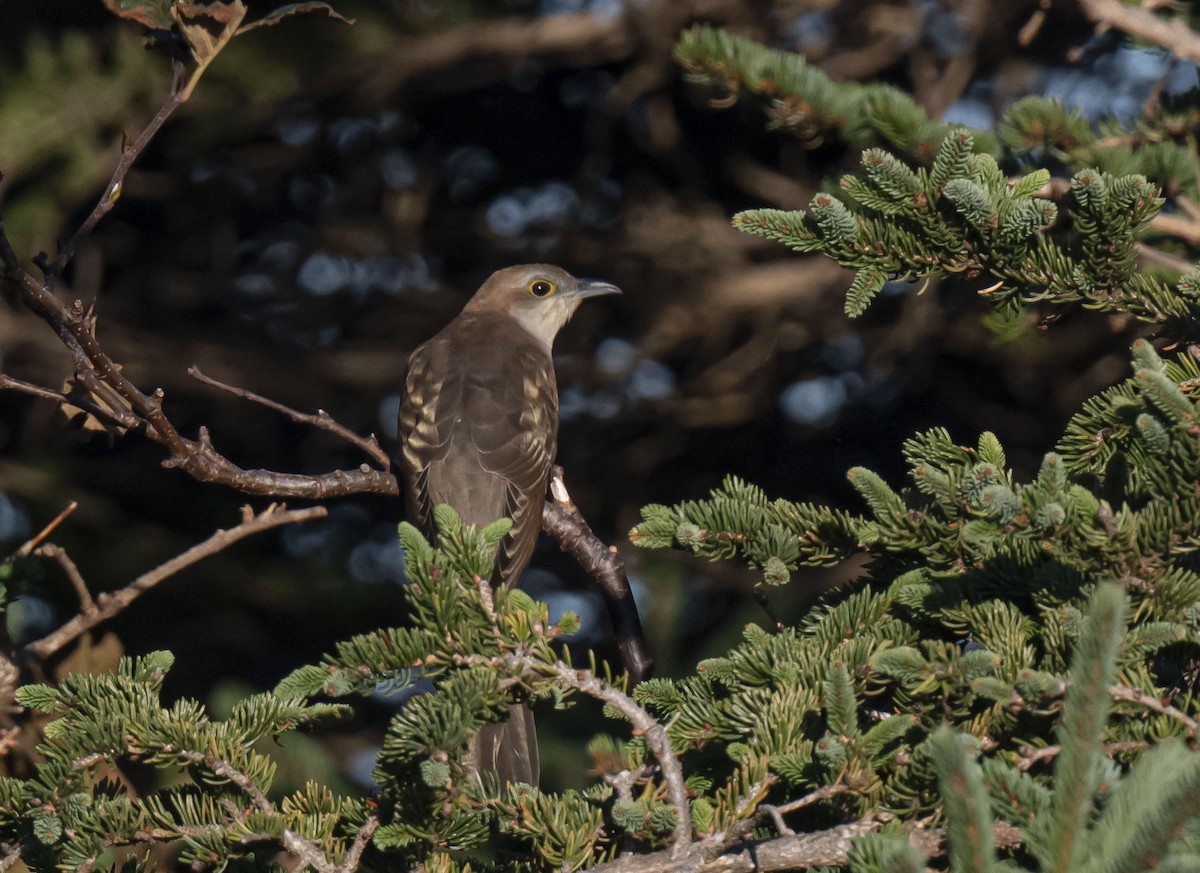 Black-billed Cuckoo - ML489536401