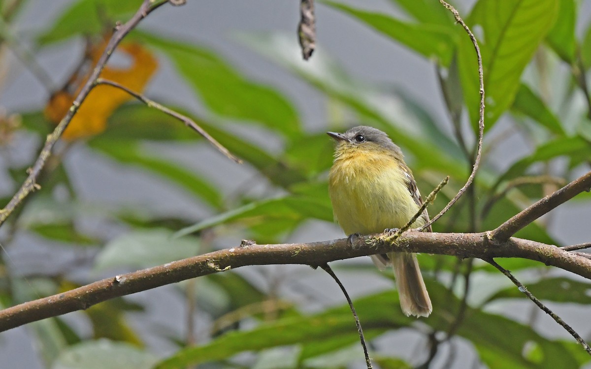 Handsome Flycatcher - ML489537931