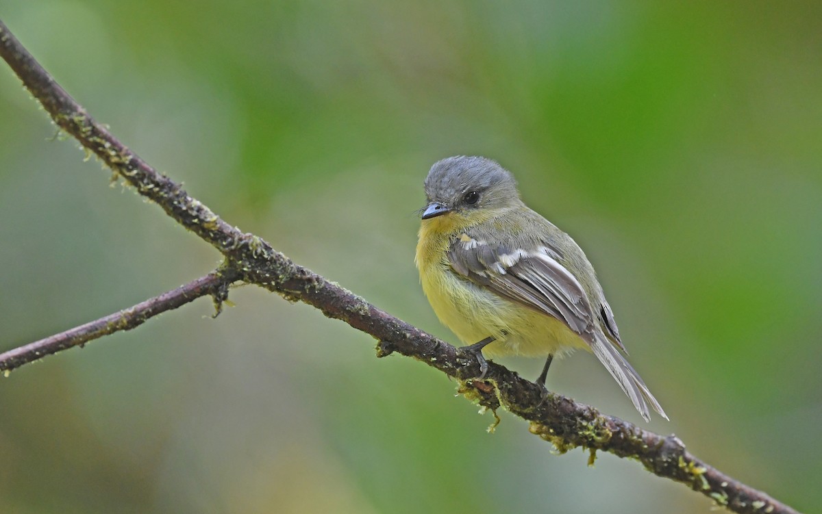 Handsome Flycatcher - ML489537961