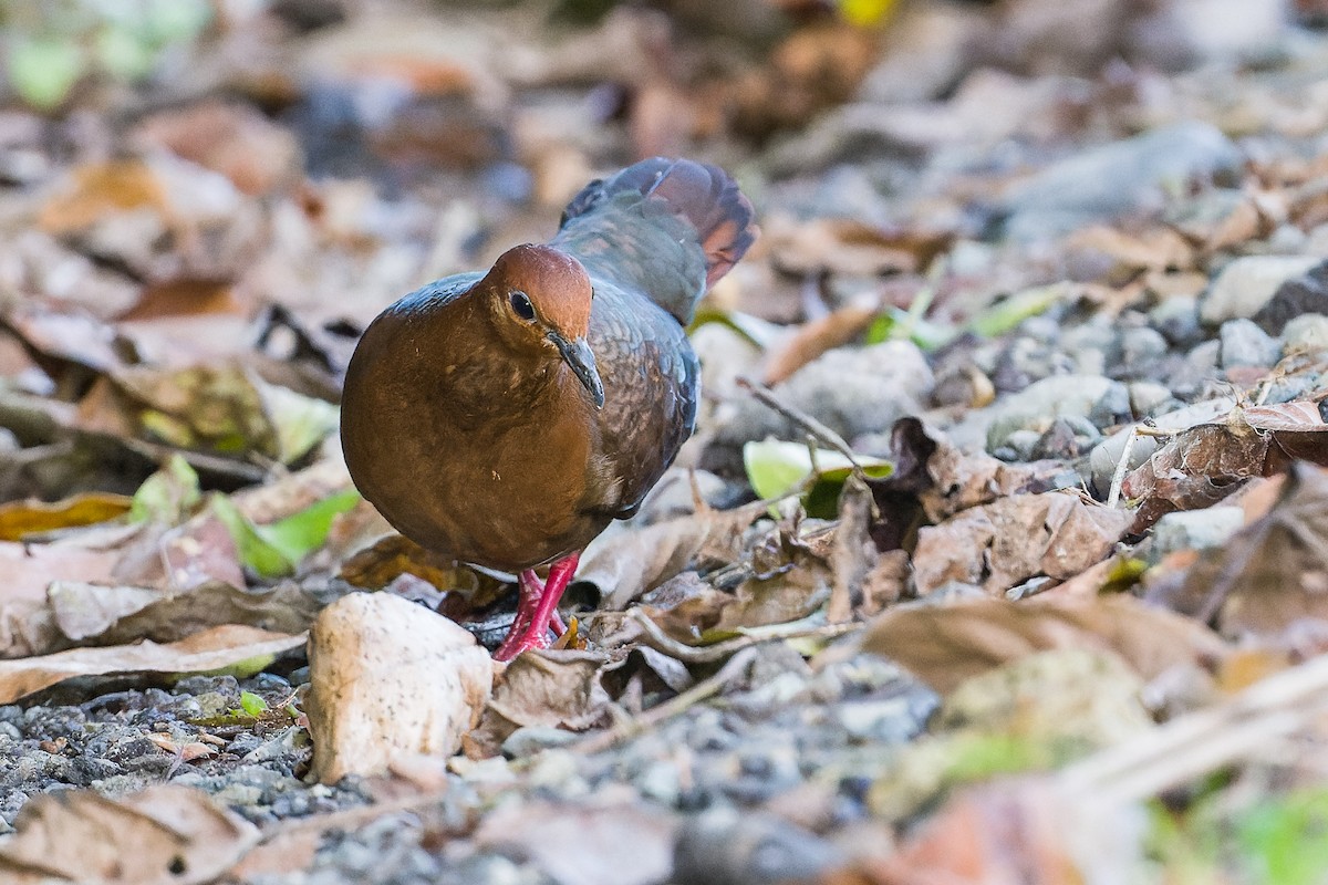 Shy Ground Dove - ML489539941