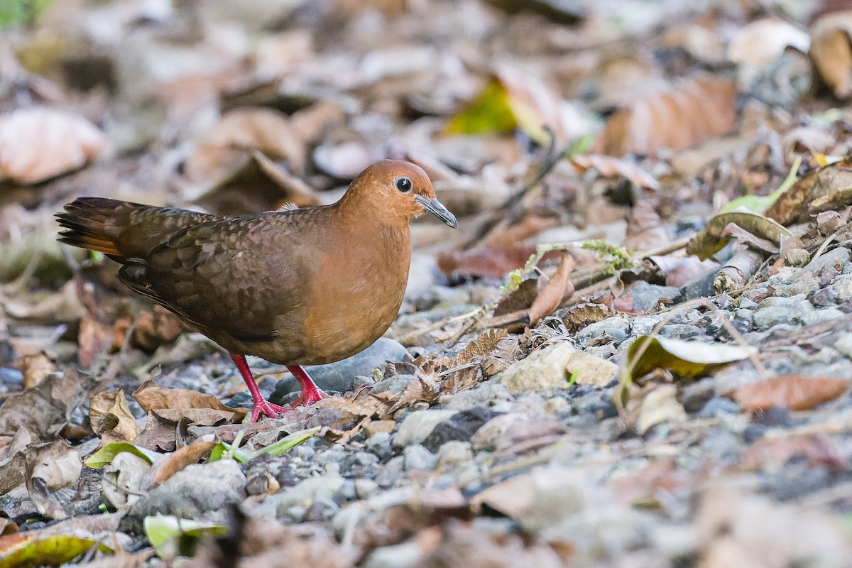 Shy Ground Dove - ML489539951