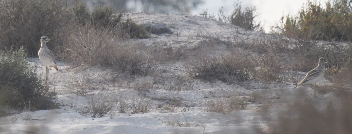 Eurasian Thick-knee - ML489539971