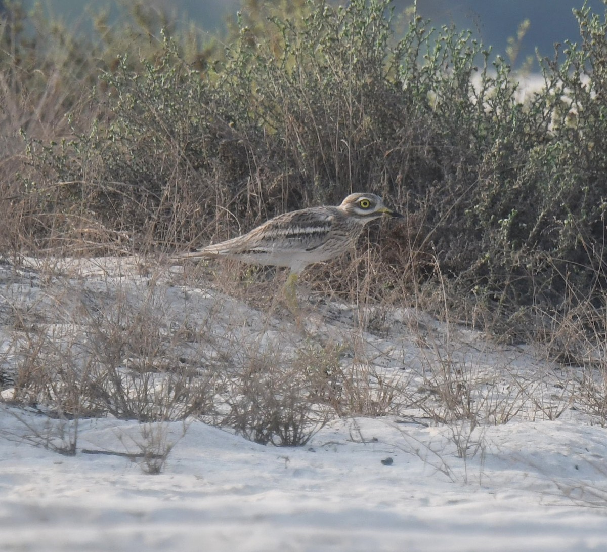 Eurasian Thick-knee - ML489539981