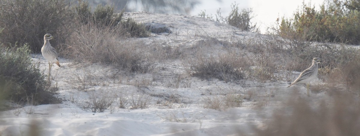 Eurasian Thick-knee - ML489539991