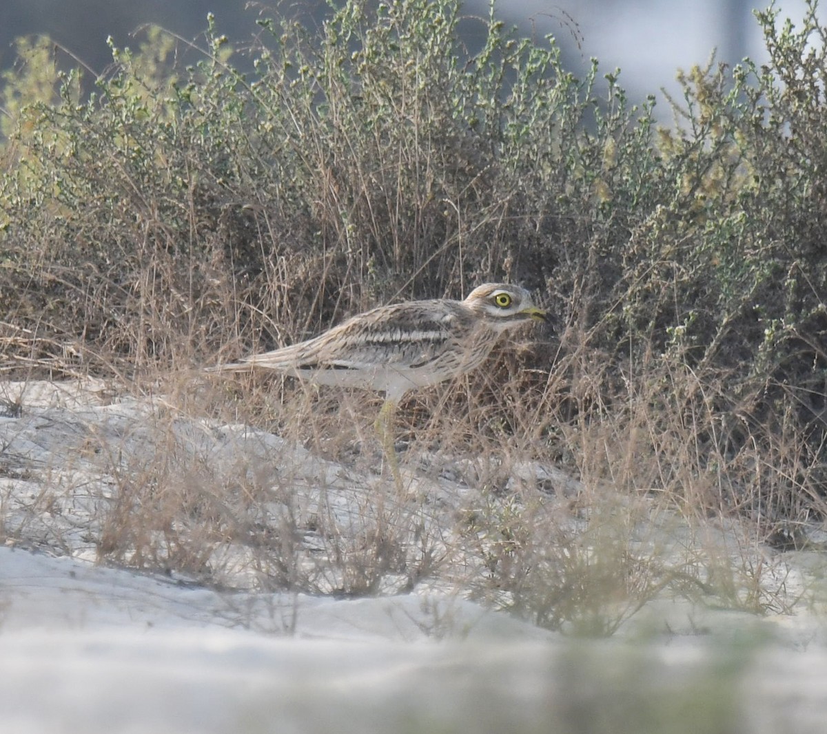 Eurasian Thick-knee - ML489540001