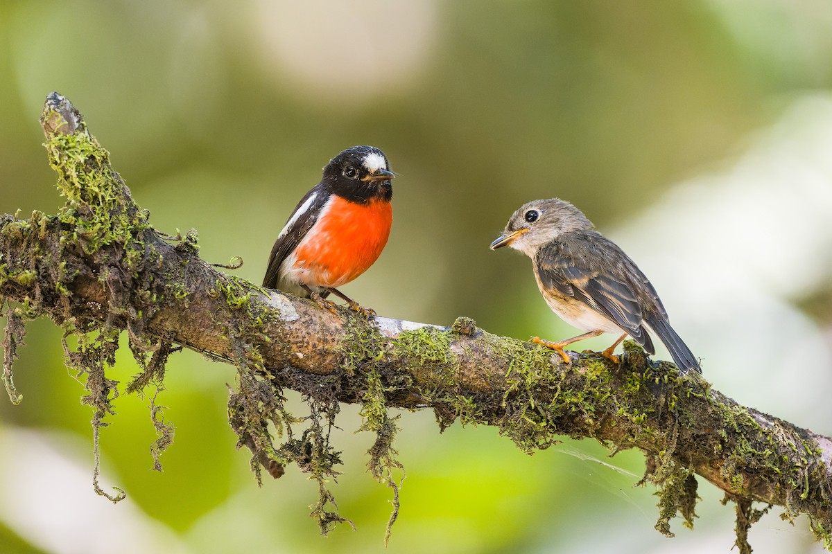 Pacific Robin - ML489540151