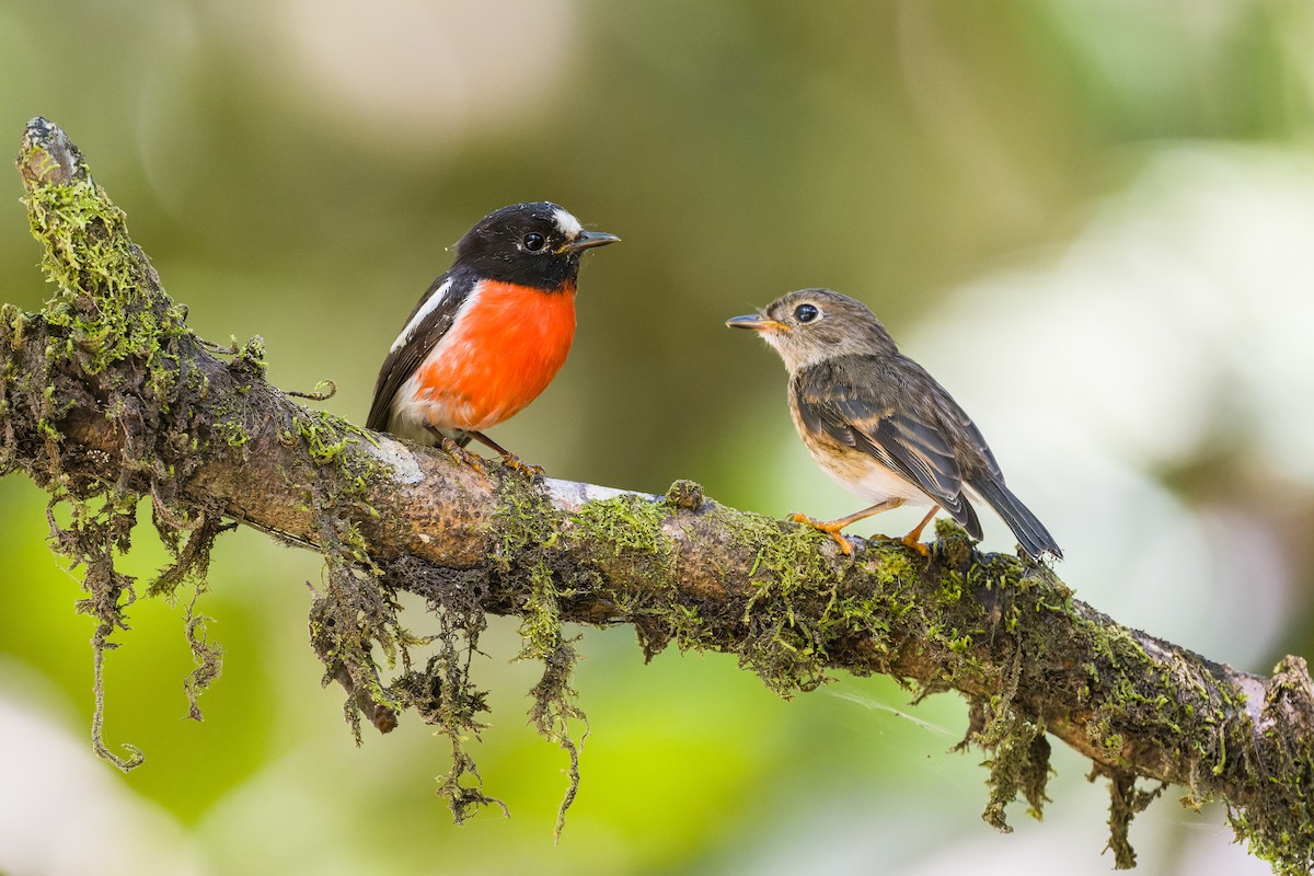 Pacific Robin - ML489540161