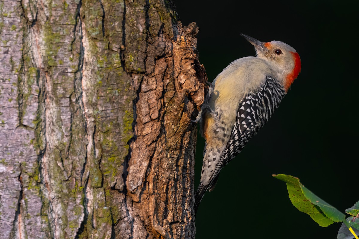 Red-bellied Woodpecker - Matt Zuro