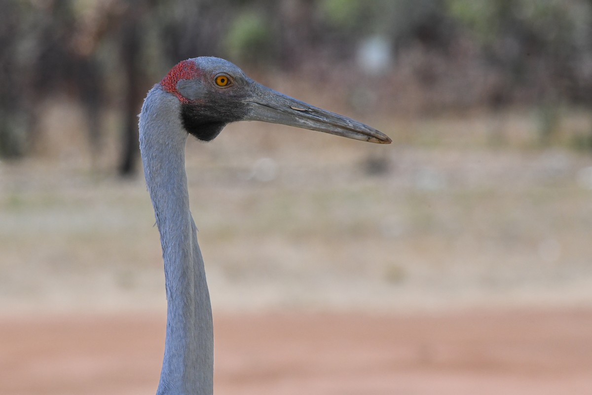 Grulla Brolga - ML489540491