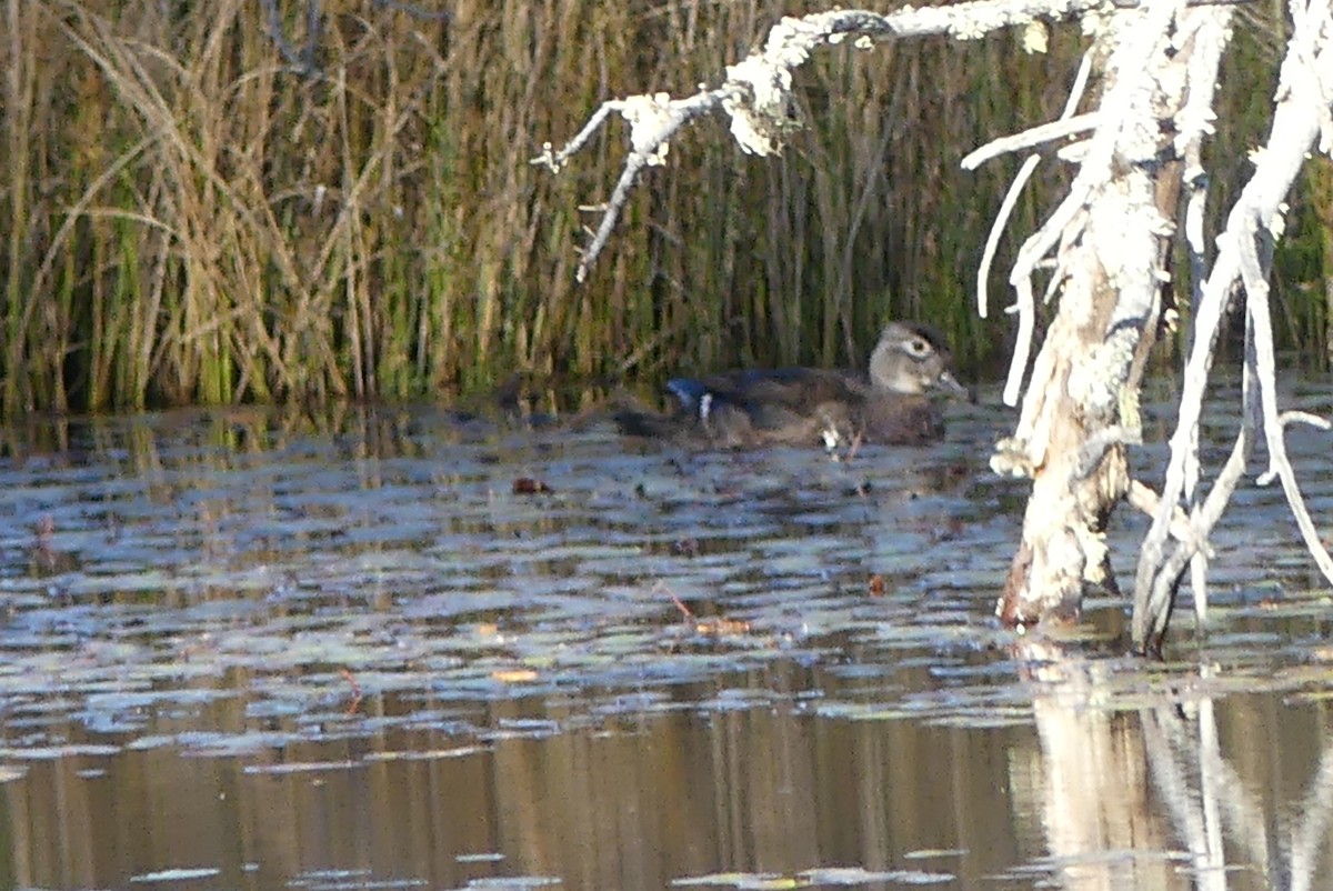 Wood Duck - ML489540881