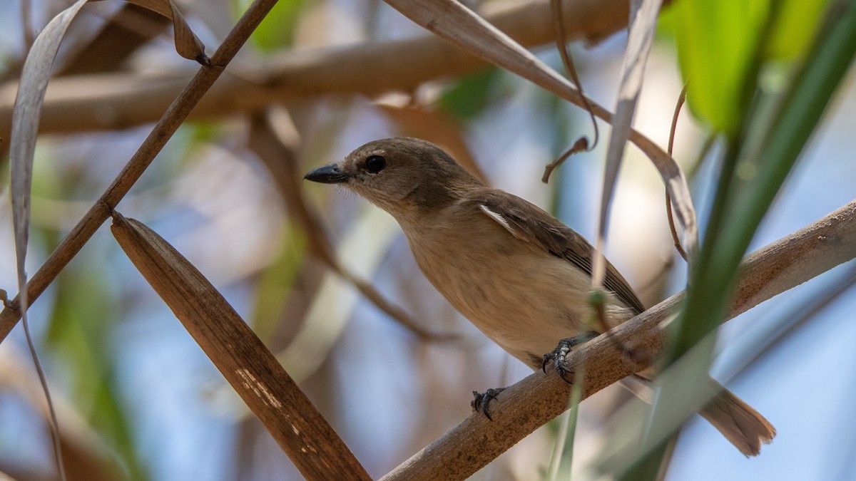 Gray Whistler (Brown) - ML489542381