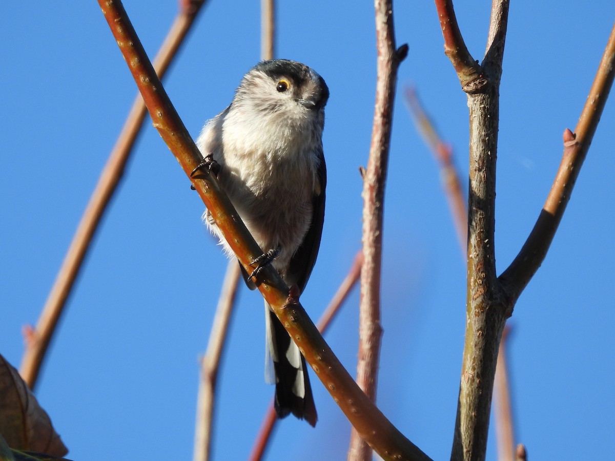 Long-tailed Tit - José Ramón Martínez