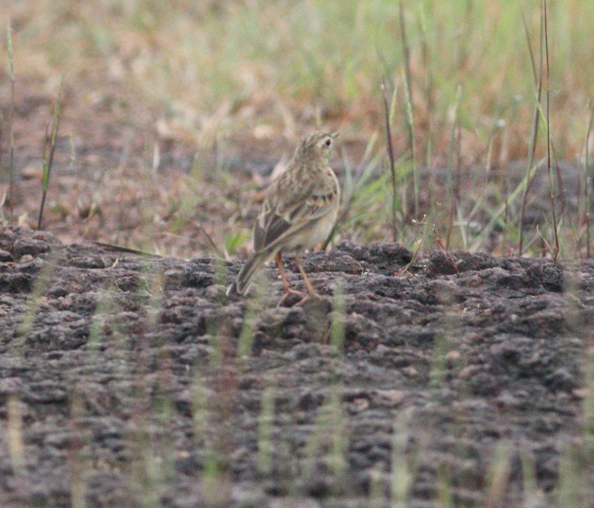 Oriental Skylark - ML489543741