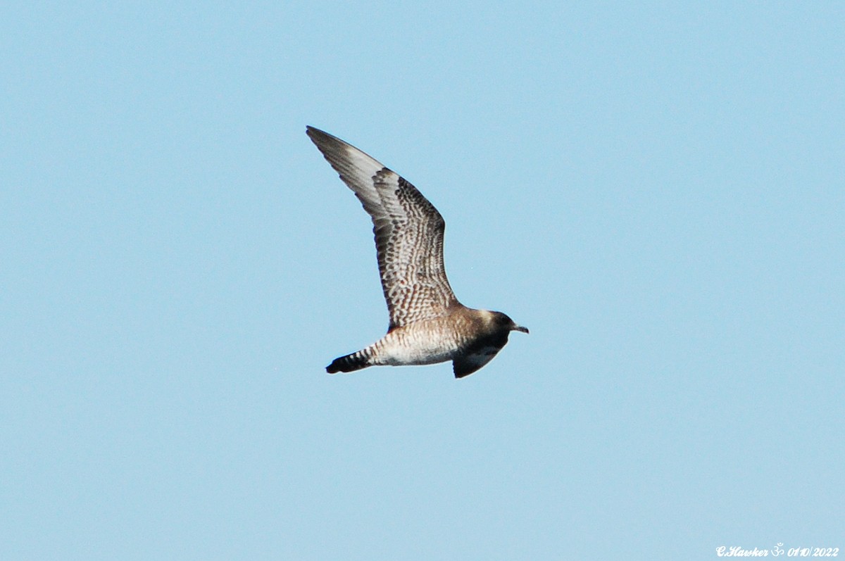 Parasitic Jaeger - ML489544031