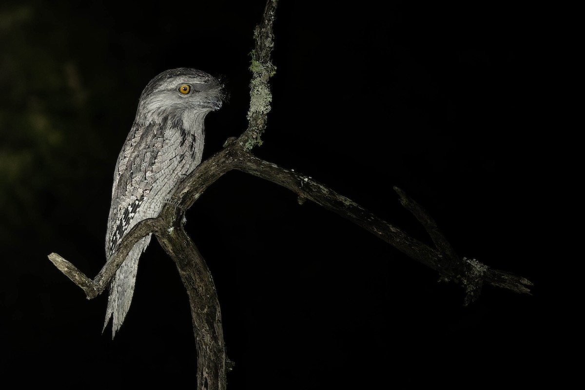 Tawny Frogmouth - ML489544681