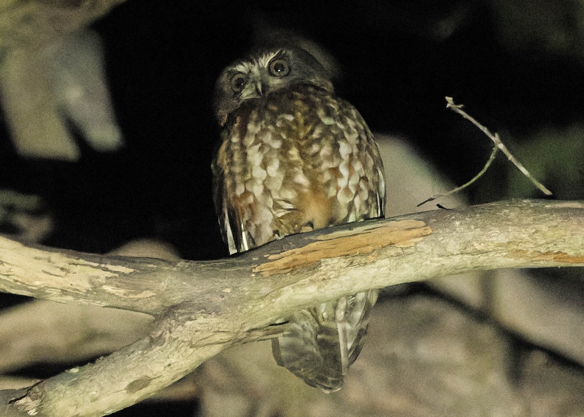 Australian Boobook - ML489544721