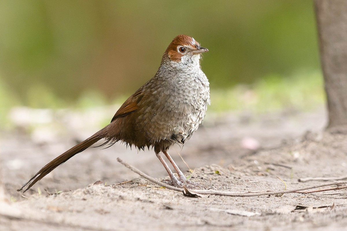 Rufous Bristlebird - Zebedee Muller