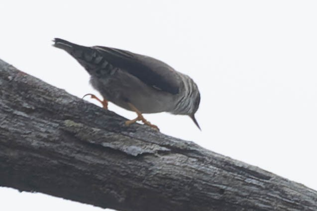 Varied Sittella - Zebedee Muller