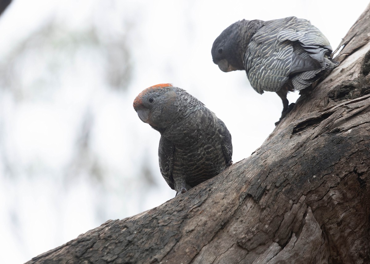 Gang-gang Cockatoo - Zebedee Muller