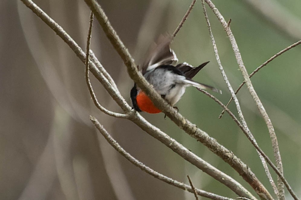 Scarlet Robin - Zebedee Muller