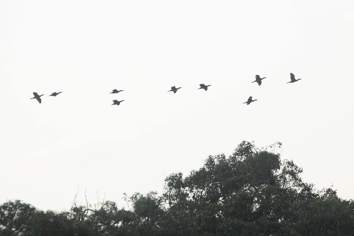 Cormorán Grande - ML489545411