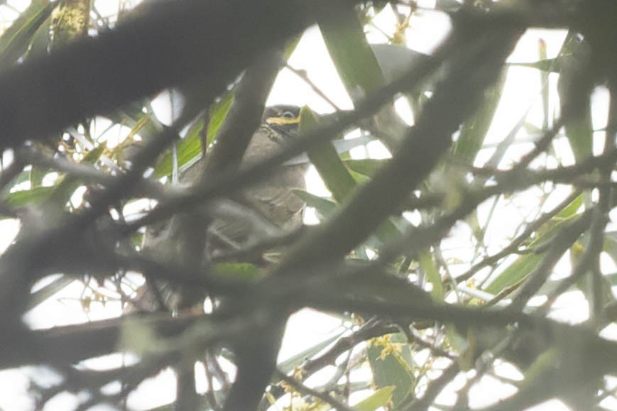 Yellow-faced Honeyeater - Zebedee Muller