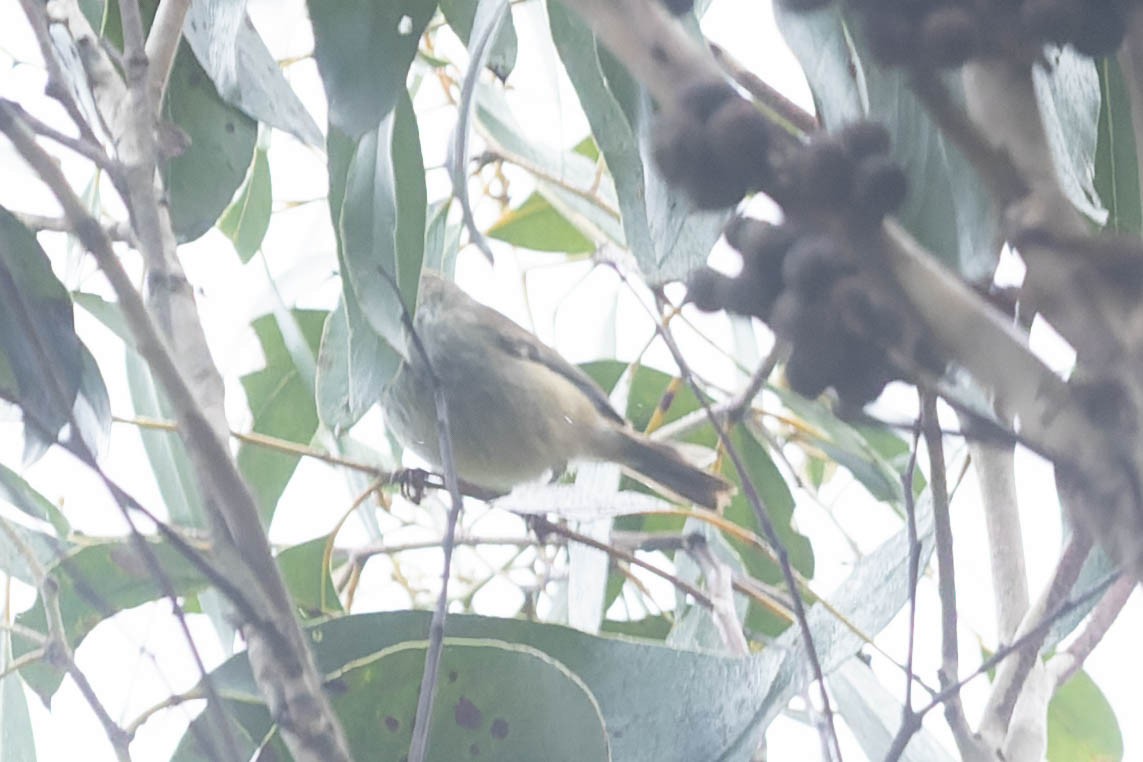 Brown Thornbill - ML489545491