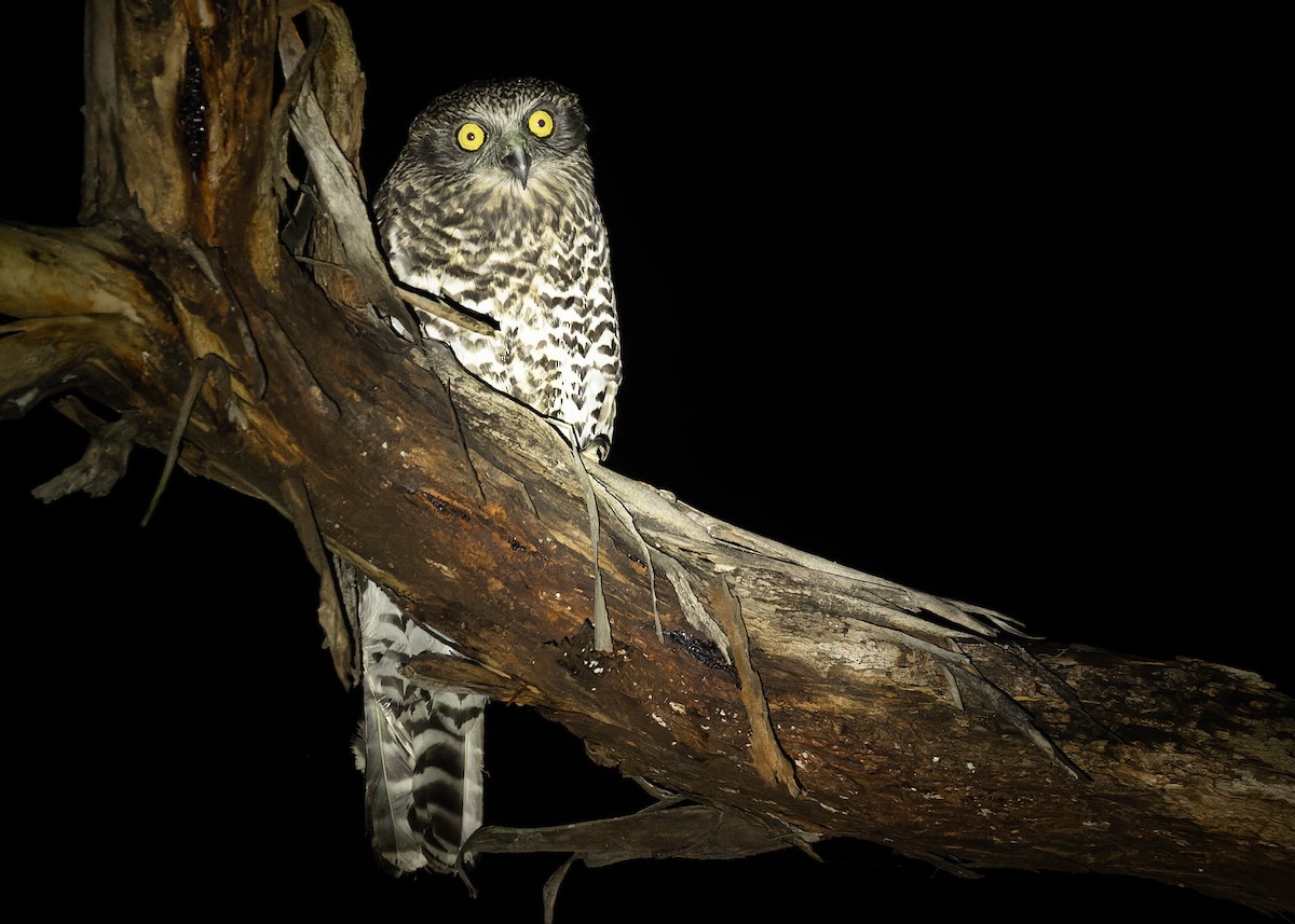 Powerful Owl - Zebedee Muller