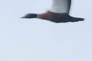 Australian Shelduck - ML489545571