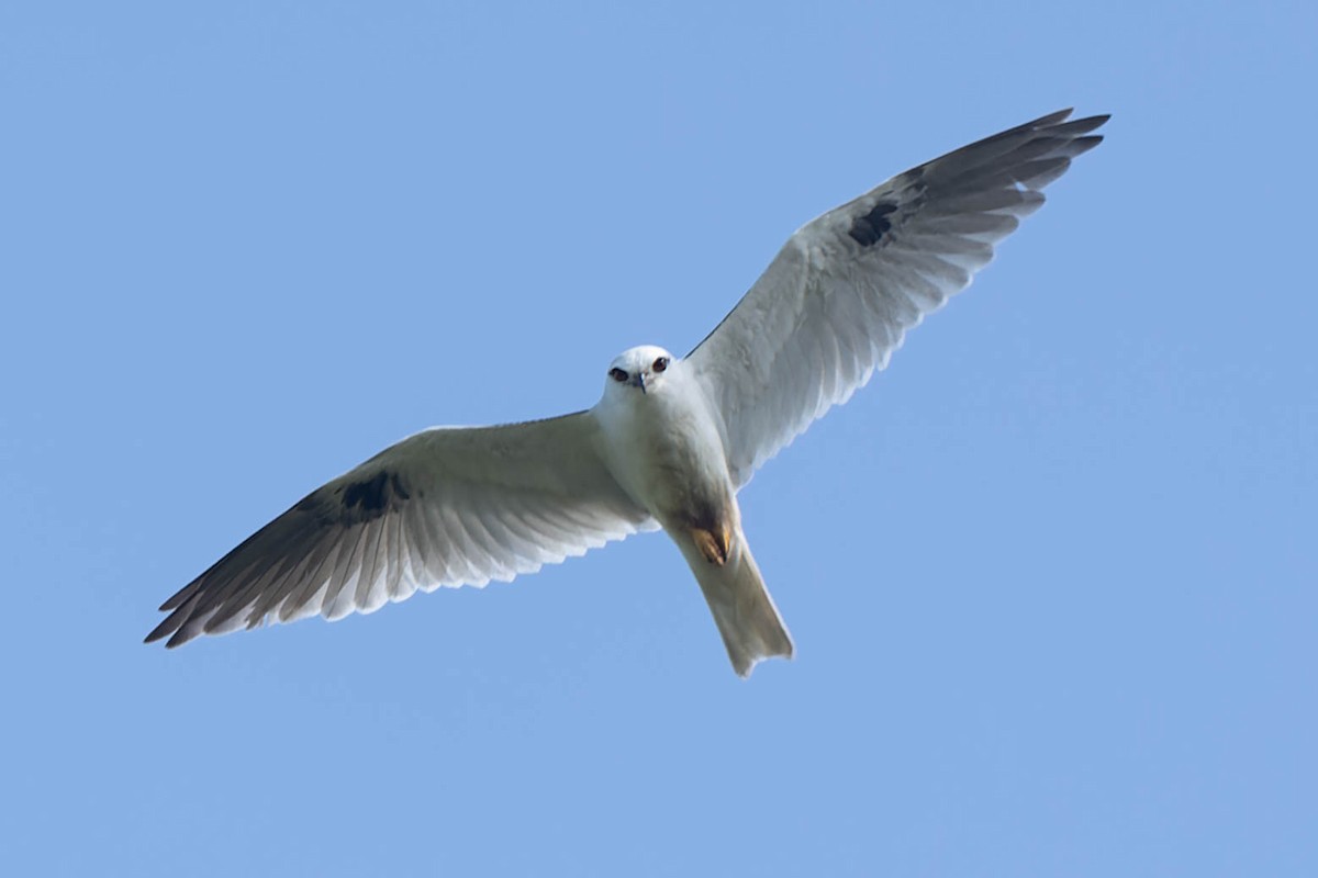 Black-shouldered Kite - ML489545581