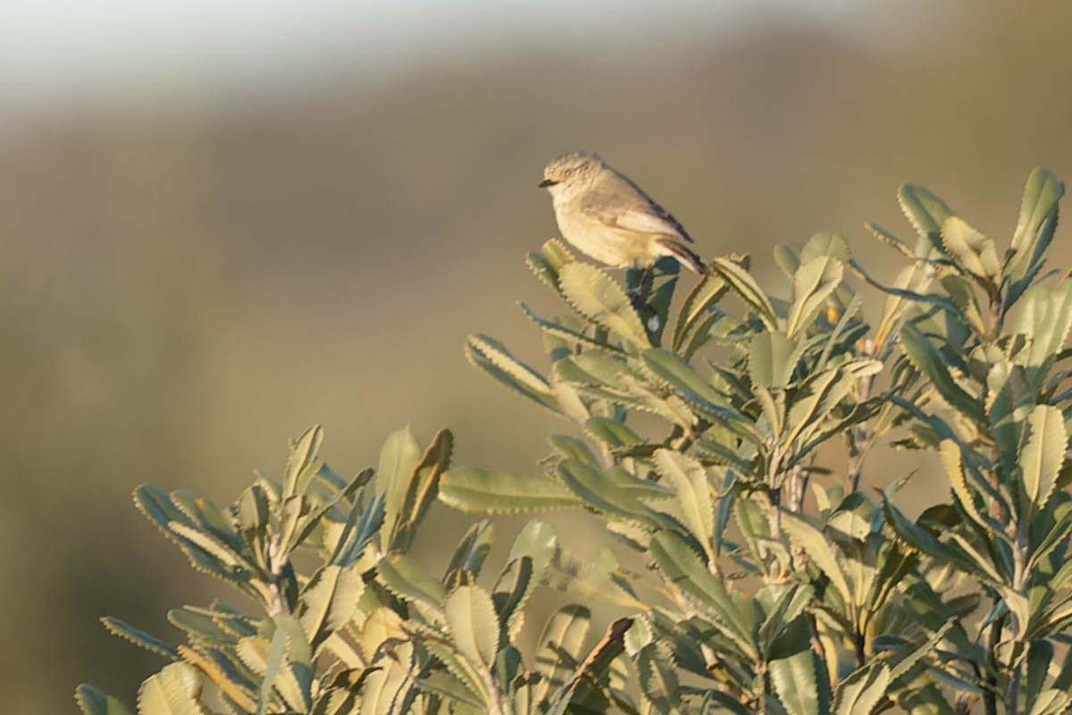 Slender-billed Thornbill - ML489545941