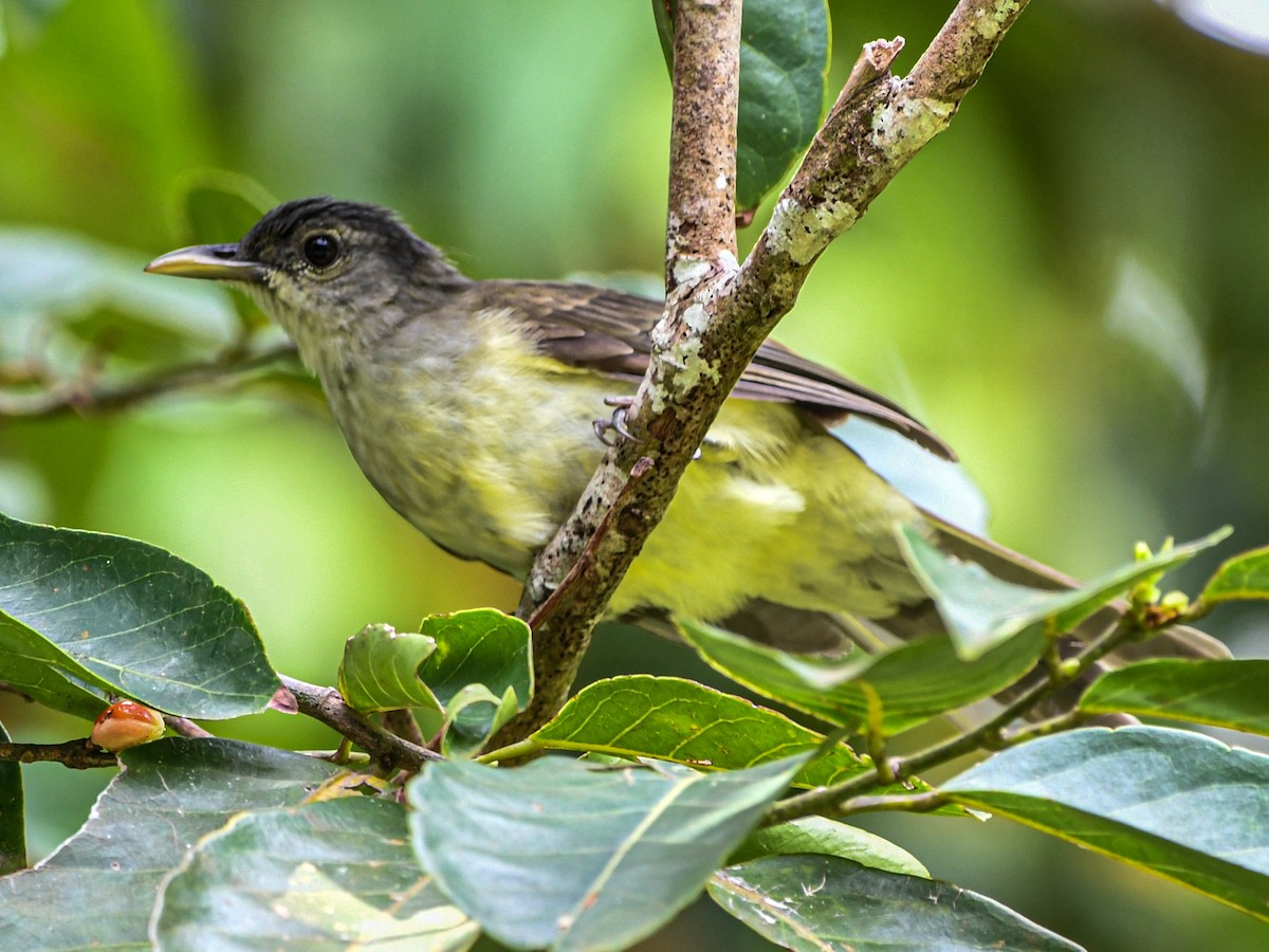 Bulbul de Nicobar - ML489550241