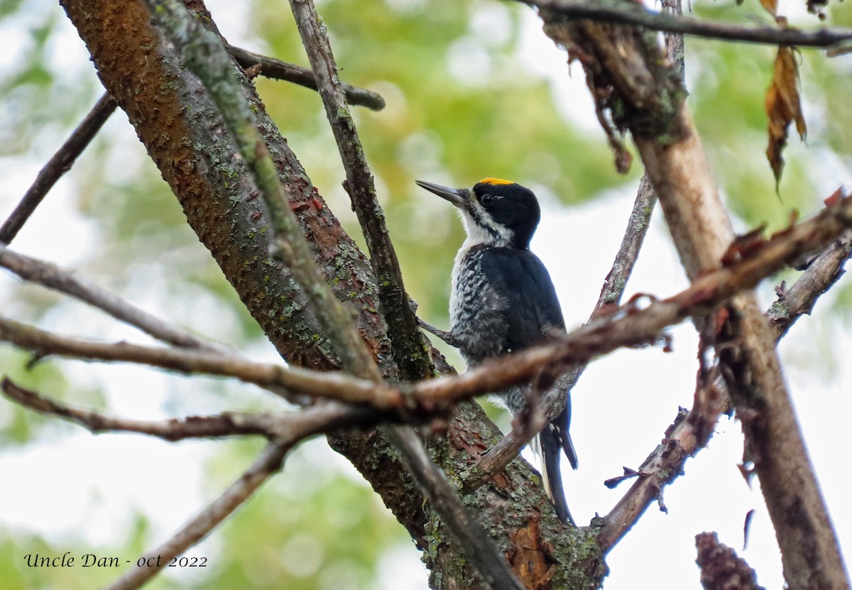 Black-backed Woodpecker - ML489550741