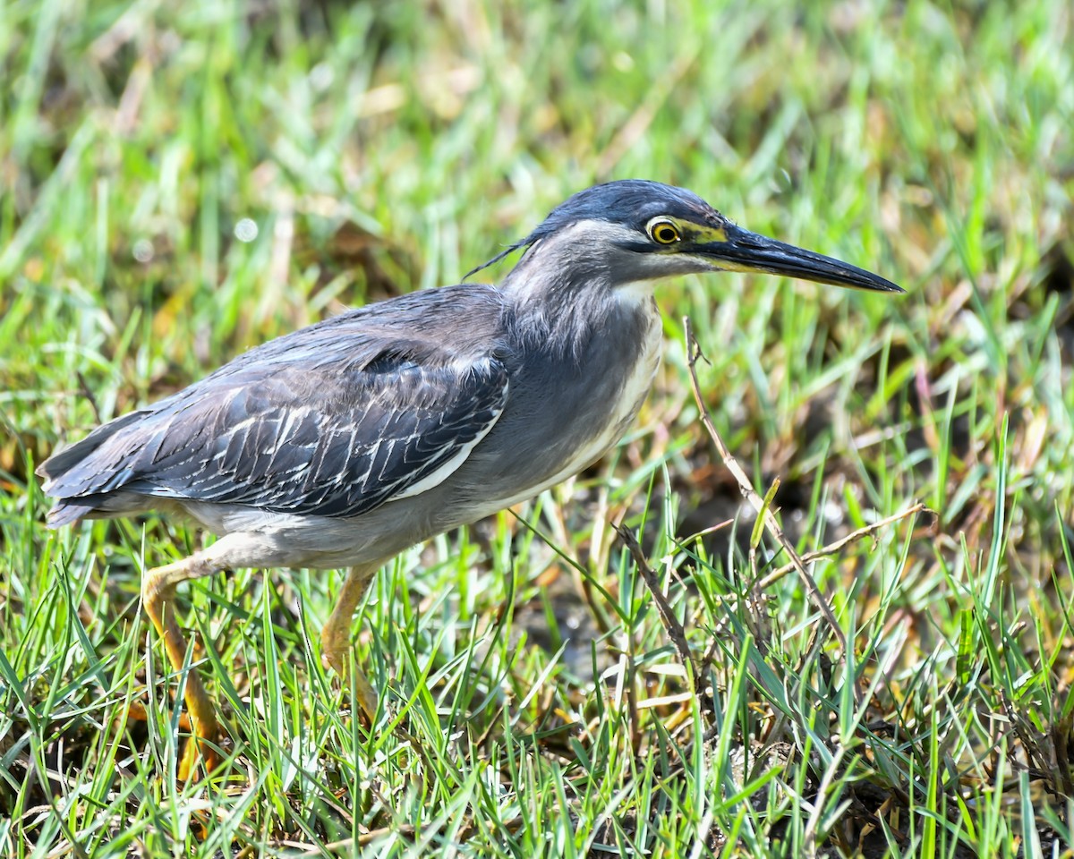 Striated Heron - THIKANNA G