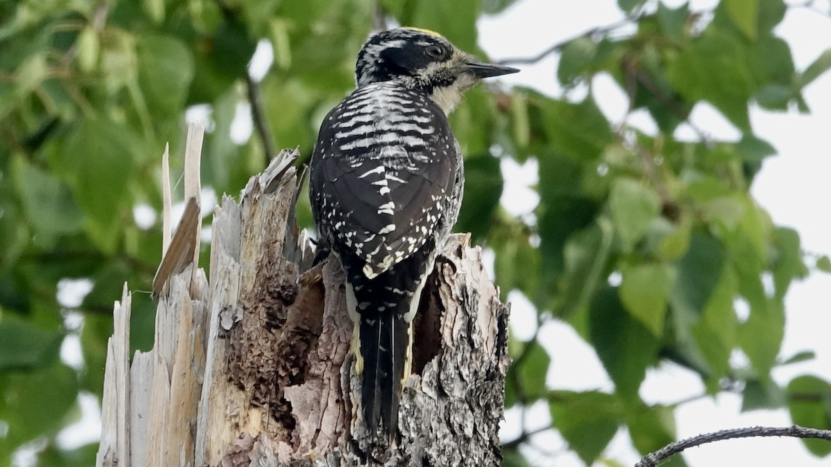 American Three-toed Woodpecker - ML489552661