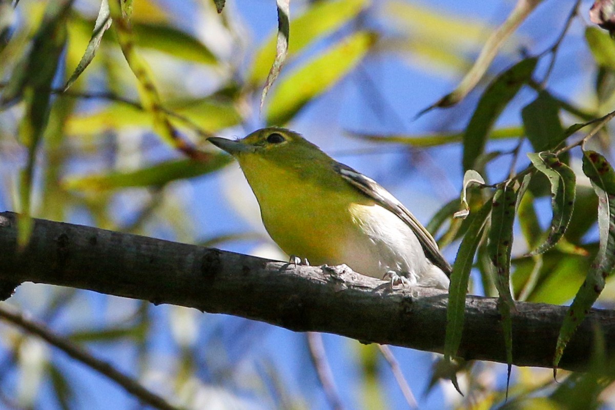 Yellow-throated Vireo - Marc Goncher