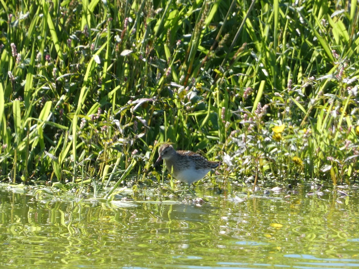 Pectoral Sandpiper - ML489553711