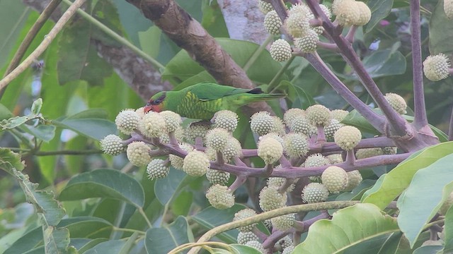 Mindanao Lorikeet - ML489554481