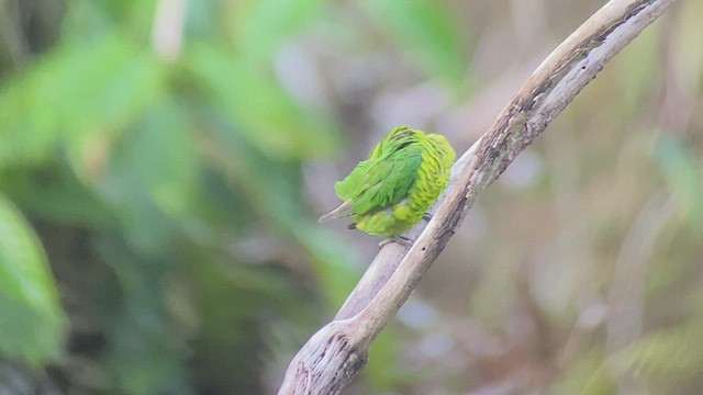 Mindanao Lorikeet - ML489554491