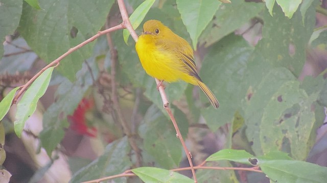 Citrine Canary-Flycatcher - ML489554961