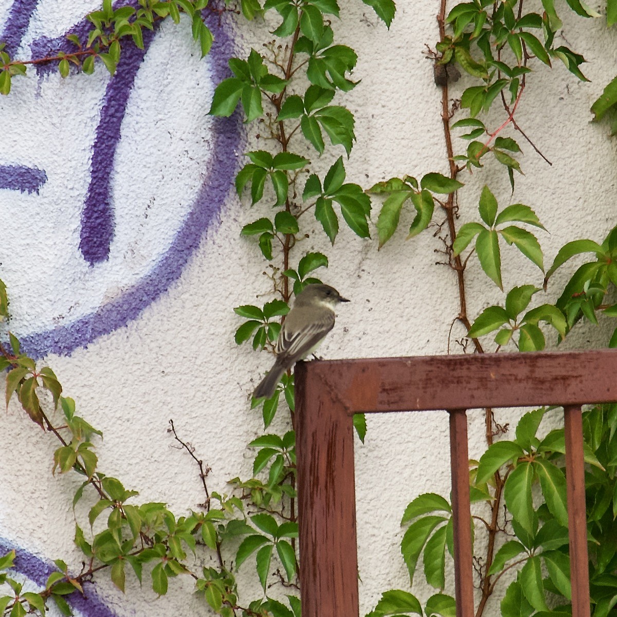 Eastern Phoebe - ML489555261