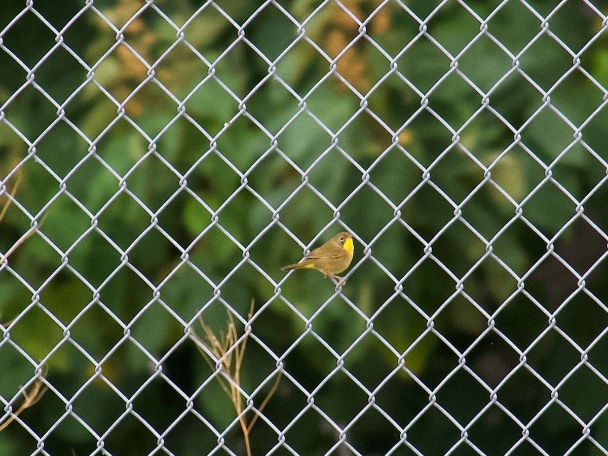 Common Yellowthroat - ML489555291