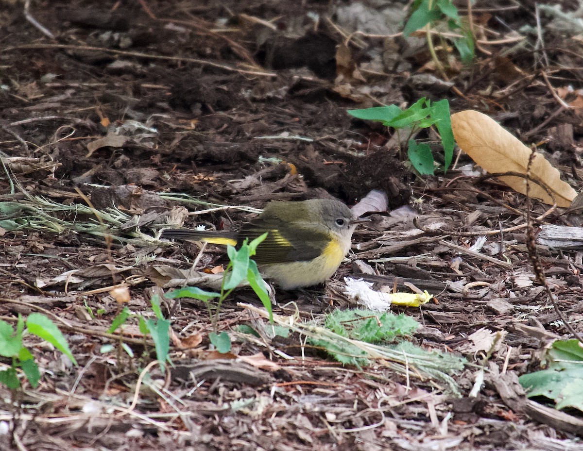 American Redstart - ML489555321