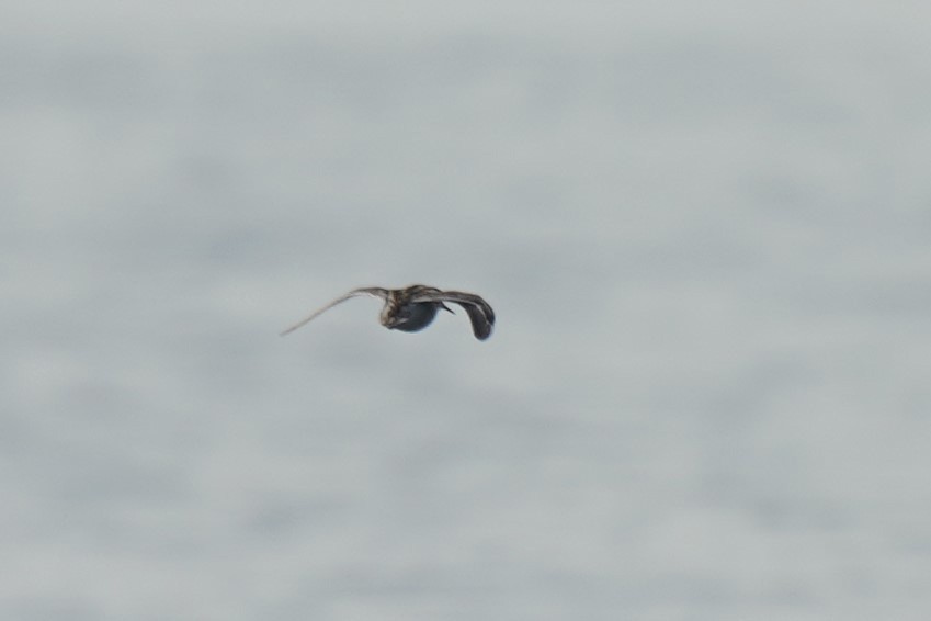 Red-necked Phalarope - ML489555661