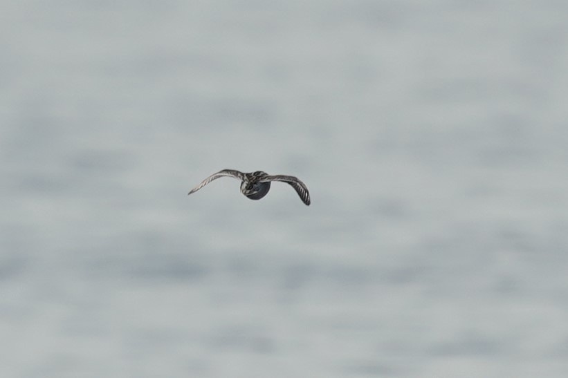 Red-necked Phalarope - ML489555671