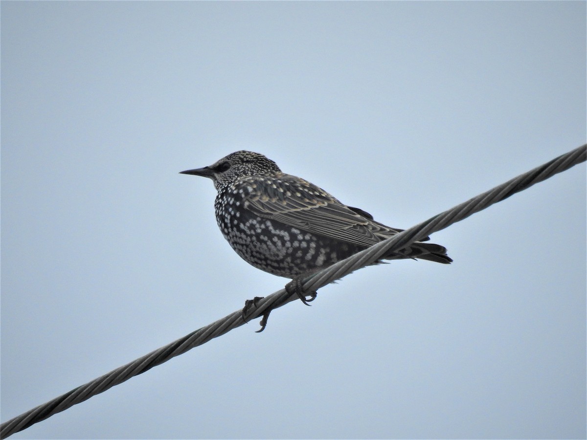 European Starling - ML489555871