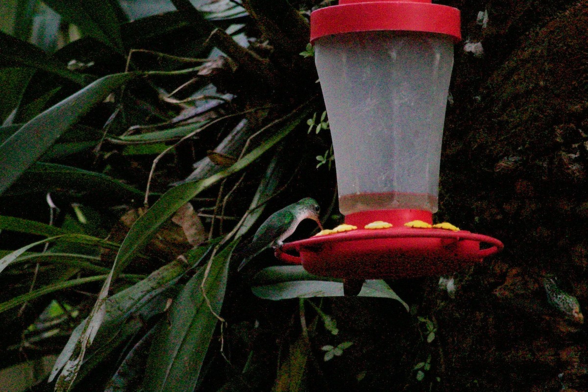 Green-and-white Hummingbird - ML489556171