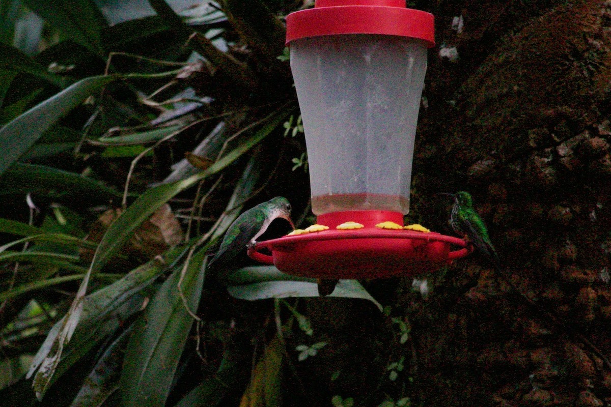 Green-and-white Hummingbird - Loyan Beausoleil