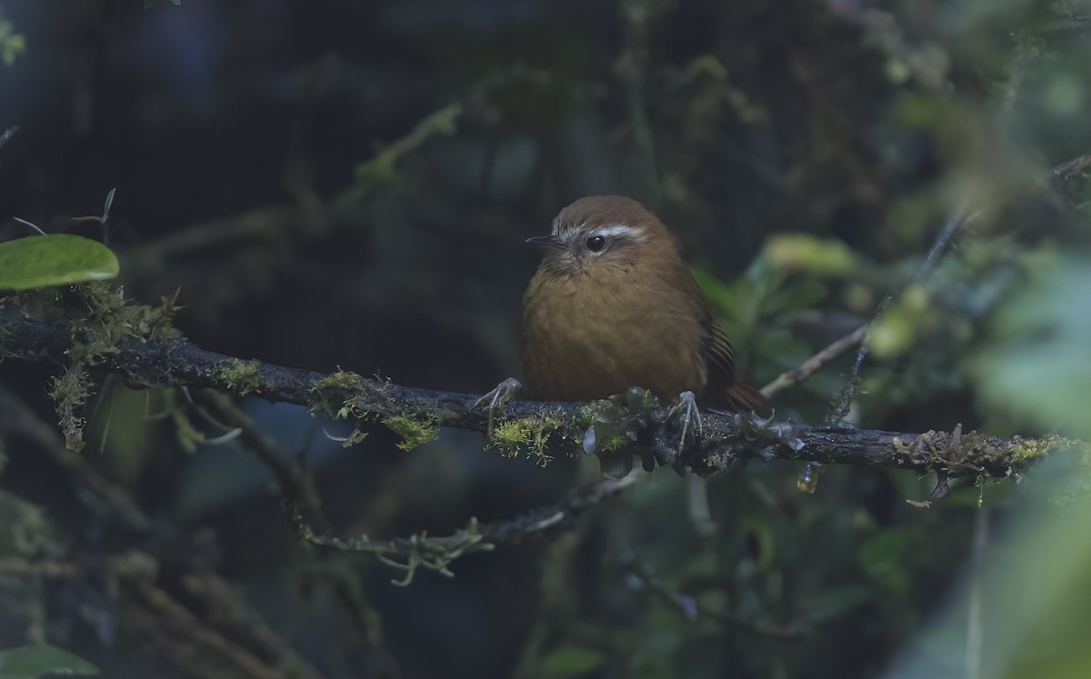 White-browed Spinetail - Giselle Mangini